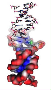 dna.jpg